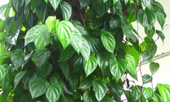 Mách bạn” bài thuốc trị bệnh gout từ lá trầu không hiệu quả