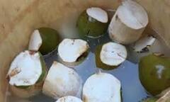 Cận cảnh dùng hóa chất ngâm cho dừa trắng bán cho khách sạn, resort