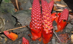 Bài thuốc cường dương, bổ tạng cho nam giới