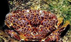 Cua mặt quỷ: Không biết ăn phải tử vong như chơi