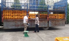 Tiêu hủy 1,1 tấn gà lậu Trung Quốc 