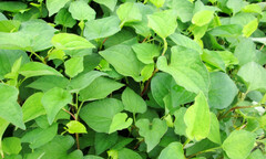 Cách tự chữa táo bón chỉ bằng thảo dược tự nhiên