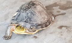 Sóc Trăng: Một thầy giáo bỏ tiền mua lại rùa hộp quý hiếm rồi phóng sinh