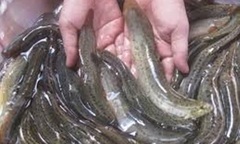 Món ăn bồi bổ sức khỏe, tăng ham muốn sinh lý cho đàn ông