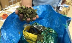 Lá khát độc hại gấp 500 lần ma túy thông thường có tác hại gì?