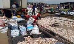 1.500 tấn cá chết trên sông La Ngà ở Đồng Nai do thiên tai