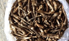 Xếp hàng mua nấm mối giá 700.000 đồng/kg: Không thần thánh như quảng cáo