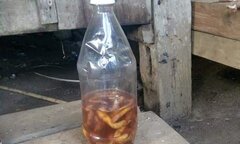 Uống rượu ngâm rễ cây, 2 người tử vong