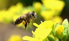 Bạn có biết quy trình khai thác và sản xuất Phấn hoa Tam Đảo chuẩn?