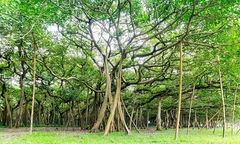 Cận cảnh cây đa khổng lồ nhất thế giới: Tán cây bao phủ hơn 14 nghìn mét vuông
