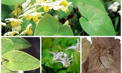 Bài thuốc trị u xơ tuyến tiền liệt