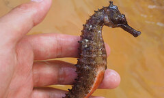 Cá ngựa - “Thần dược” cho cả quý ông, quý bà