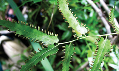 Hải kim sa: Cây mọc dại chữa từ sỏi thận đến viêm gan