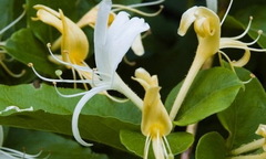 Kim ngân hoa: vị thuốc chữa căn bệnh phổ biến ở đàn ông