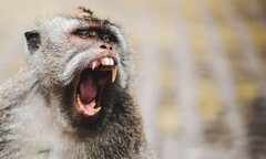 Gặp họa khi khỉ hàng xóm cắn nát tay 