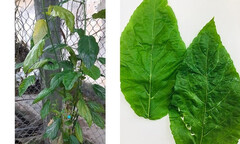 Uống nước nấu từ 3 lá mọi: Đi tiểu ra máu, rất dễ tử vong