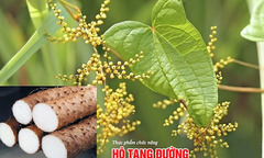 Công thức kết hợp  "tứ thảo quý hiếm " đẩy lùi bệnh tiểu đường cực hiệu quả