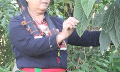  "Lão y " người Dao  "tái sinh " những người bệnh xương khớp mãn tính  "sống " lại