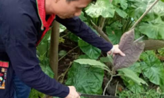 Kết hợp 3 thảo dược hoạt huyết tự nhiên điều trị bênh thiếu máu não đem lại giấc ngủ tự nhiên