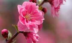 Thư chúc Tết của Chủ tịch Hội Luật gia Việt Nam gửi cán bộ, hội viên Hội Luật gia Việt Nam