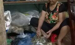 “Đệ nhất danh y” tận tay hái dược liệu quý hiếm “đập tan” nỗi đau bệnh xương khớp