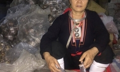 Danh y Tản Viên Sơn công bố thảo dược mệnh danh 'kẻ huỷ diệt đường' cứu nhiều người