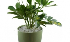 Những loại cây cảnh hợp mệnh với 12 con giáp, mang lại phú quý tài lộc