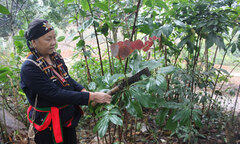 Bài thuốc tăng cường… “bản lĩnh phòng the”