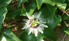 Thảo dược mang tên mỹ miều có tác dụng an thần, giúp hàng vạn người thoát bệnh mất ngủ