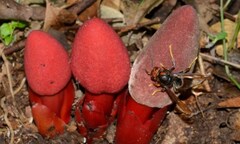 Thảo dược kỳ dị trong bài thuốc giúp chữa bệnh “cây khô không trái, gái độc không con”