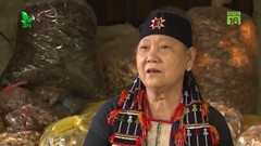 Bí ẩn công dụng tức thời của loài cây mọc theo đôi, chữa yếu sinh lý cả nam và nữ