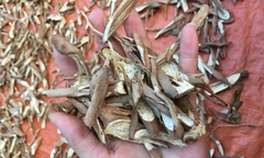 Loại nhân sâm giúp các ông chồng mắc chứng  "chưa đi chợ đã hết tiền " khỏe như vâm