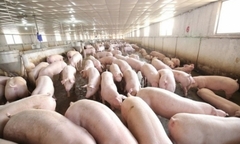 Thanh Hóa: Xác nhận xuất hiện ổ dịch tả lợn Châu Phi