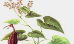 Lão y núi Tản công bố vị thuốc  "thần tiên " giúp quý ông lấy lại  "sức mạnh phòng the "