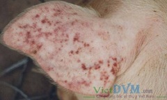 Dịch tả lợn châu Phi đã xuất hiện ở Hà Nội