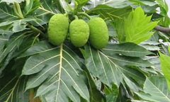 “Mỹ nhân núi Tản” công bố dược thảo dân gian đánh tan bệnh tiểu đường 