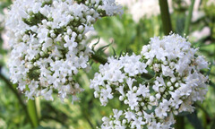 Liên thủ thảo dược núi Tản và thảo nữ Lang chữa mất ngủ cho vạn người Việt