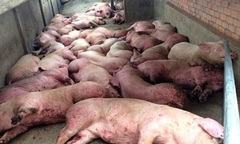 13 tỉnh thành xuất hiện dịch tả lợn, các địa phương gấp rút ngăn chặn dịch lây lan trên diện rộng