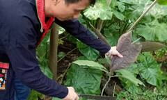 Kết hợp 3 thảo dược hoạt huyết, điều trị thiếu máu não đem lại giấc ngủ tự nhiên