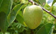 Thần dược hỗ trợ điều trị lao phổi có rất nhiều ở Việt Nam