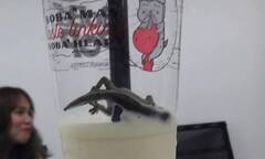 Khách gọi trà sữa, Bobapop  "khuyến mãi " thêm thạch sùng?