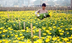 Định hướng phát triển Nông nghiệp và xây dựng Nông thôn mới của Hà Nội giai đoạn 2021 - 2030