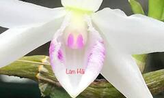 Vì sao hoa lan rừng đột biến đắt hơn vàng...?