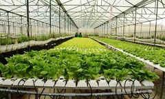 Lấy công nghệ cao làm động lực phát triển nông nghiệp Thủ đô