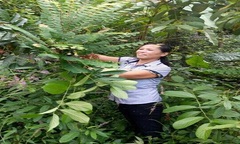 Người dân săn lùng “thần dược”  xóa tan bệnh đau nhức xương khớp của “thần y” vùng núi