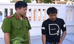 Cấm sản xuất, mua bán, tàng trữ, sử dụng Cần sa: Cần chế tài đủ mạnh để xử lý