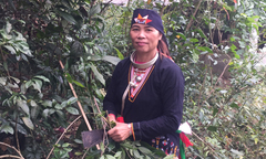 Người dân xôn xao về bài thuốc nam khắc chế bệnh tiểu đường của bà Hòa Ba Vì