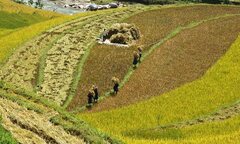 Pháp quyền ở nông thôn