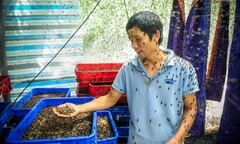 Chàng kỹ sư trẻ liều lĩnh về quê nuôi ruồi, thu nhập 80 triệu đồng/tháng