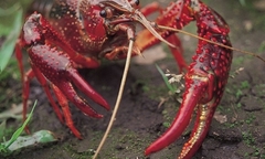 Phó Thủ tướng yêu cầu kiểm tra phản ánh tôm hùm đất được bày bán số lượng lớn